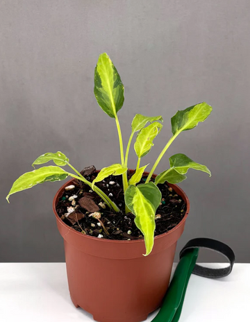 Philodendron Xanadu Variegated Care | Plant Proper