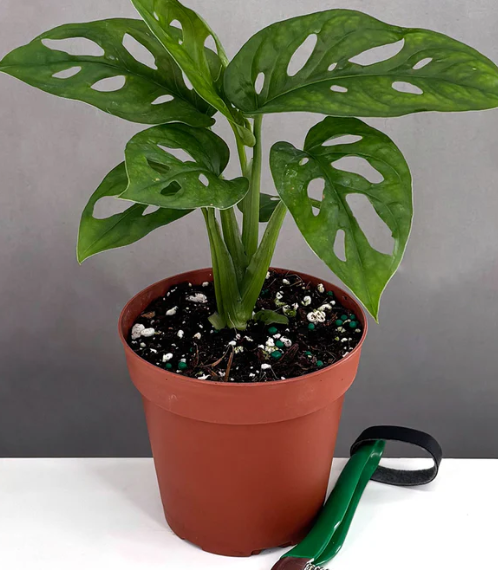 Monstera Adansonii Care | Plant Proper