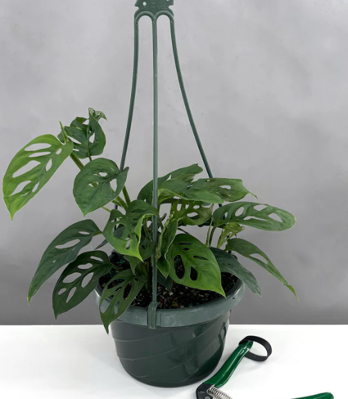 Monstera Adansonii 'Narrow Leaf' Care | Plant Proper