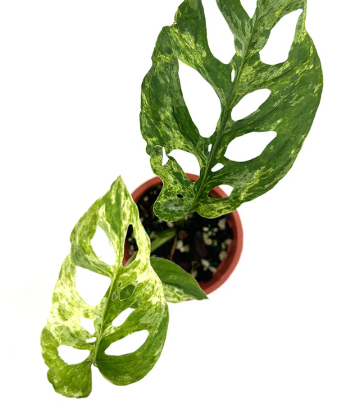 Monstera Adansonii Mottled Mint Care | Plant Proper