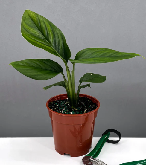 Monstera Aureopinnata Care | Plant Proper