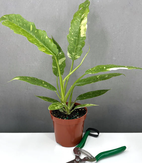 Philodendron Ring of Fire Notched and Blotched Care | Plant Proper