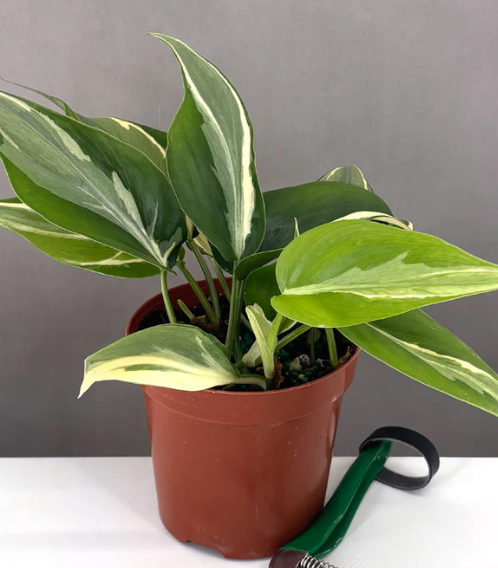 Philodendron Rio Care | Plant Proper