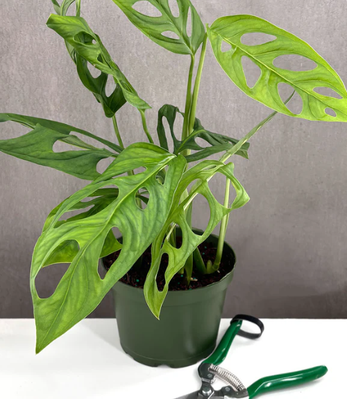 Monstera Epipremnoides sp Care | Plant Proper
