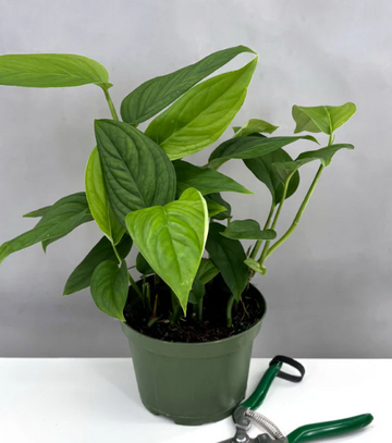 Monstera Lechleriana Care | Plant Proper
