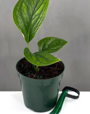 Monstera Pinnatipartita Care | Plant Proper