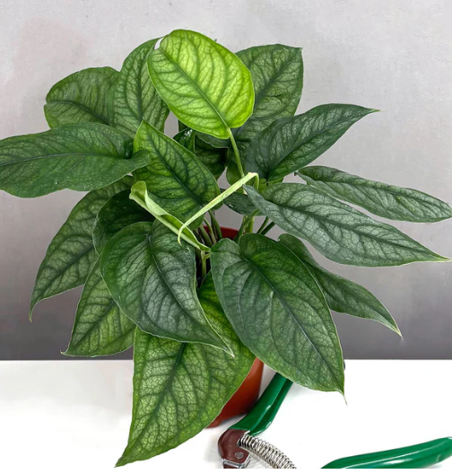 Monstera Siltepecana Care | Plant Proper
