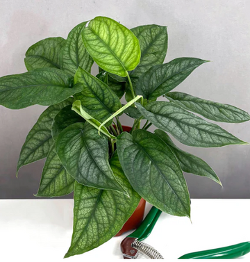 Monstera Siltepecana Care | Plant Proper
