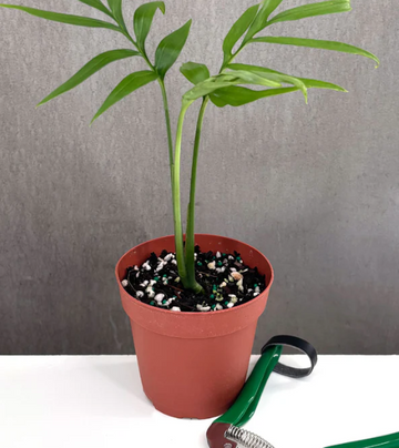 Monstera Subpinnata Care | Plant Proper