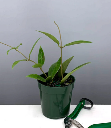 Hoya Acuta Care | Plant Proper