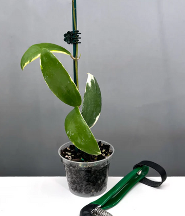 Hoya Acuta Albomarginata Care | Plant Proper