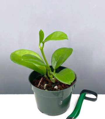 Hoya AH-014 Care | Plant Proper