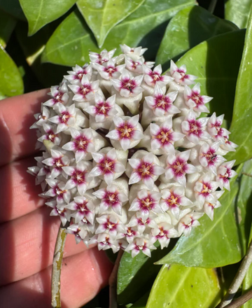  Hoya AH-026 Care | Plant Proper