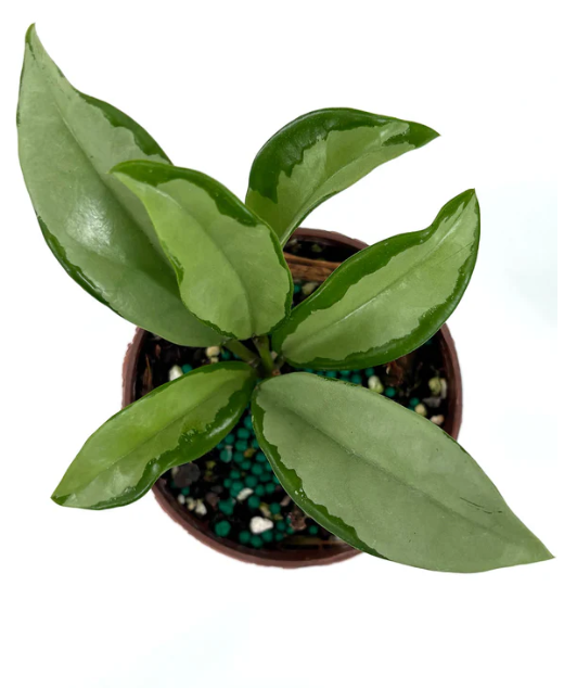 Hoya AH-074 Care | Plant Proper