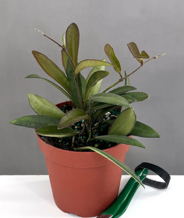 Hoya Anncajanoae Care | Plant Proper