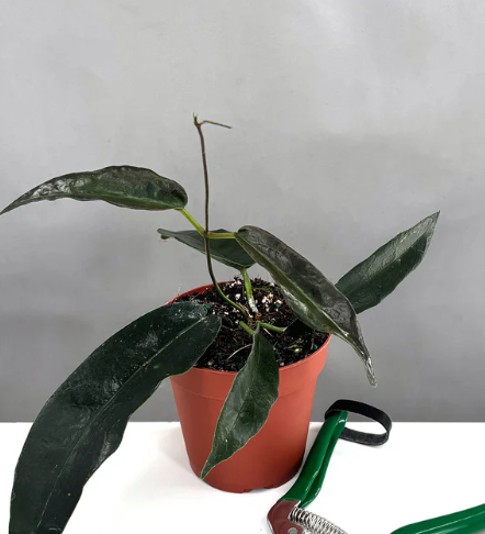 Hoya Archboldiana Care | Plant Proper