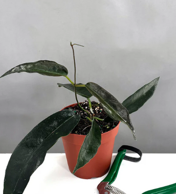Hoya Archboldiana Care | Plant Proper