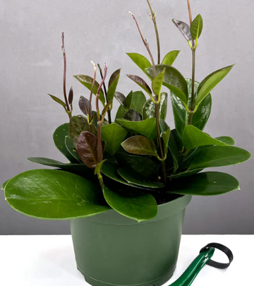 Hoya Australis Care | Plant Proper