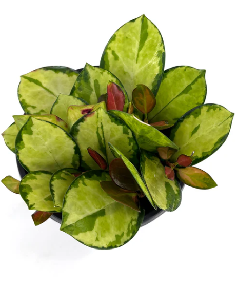 Hoya Australis Lisa Care | Plant Proper