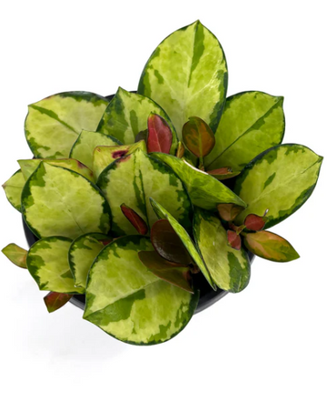 Hoya Australis Lisa Care | Plant Proper