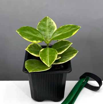 Hoya Australis Variegated Care | Plant Proper