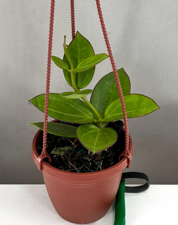 Hoya Bent Care | Plant Proper