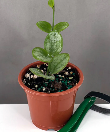 Hoya Biakensis Splash Care | Plant Proper