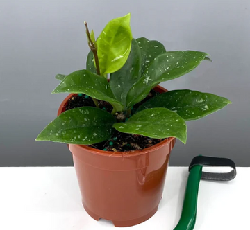 Hoya Brighton Care | Plant Proper
