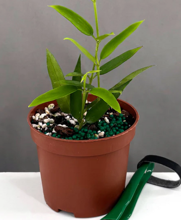 Hoya Burmanica Care | Plant Proper