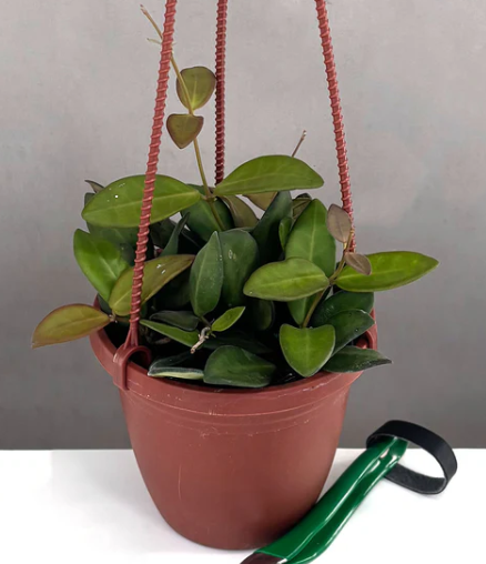 Hoya Burtoniae Care | Plant Proper