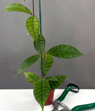 Hoya Callistophylla Care | Plant Proper