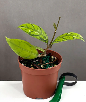 Hoya Callistophylla Black Cat Care | Plant Proper
