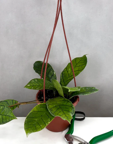 Hoya Callistophylla Vena Care | Plant Proper