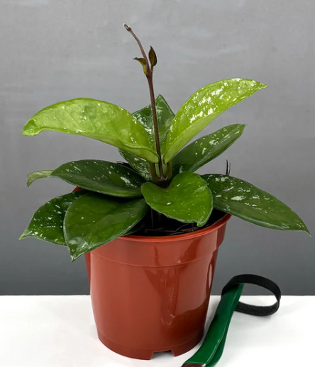 Hoya Carnosa Freckles Care | Plant Proper