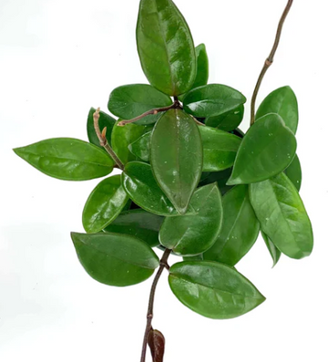 Hoya Carnosa Green Care | Plant Proper