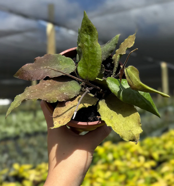 Hoya Caudata 'Big Green Leaf' Care | Plant Proper