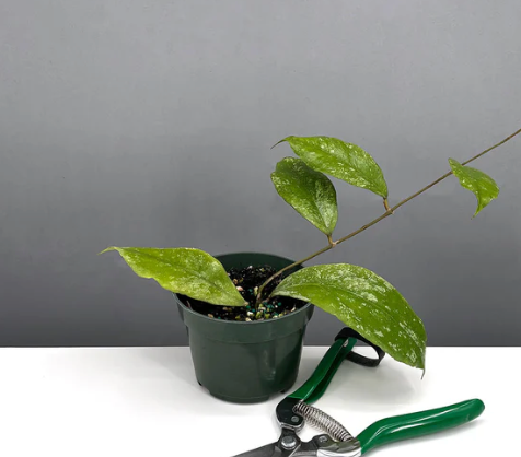 Hoya Chicken Farm Care | Care Guide | Plant Proper