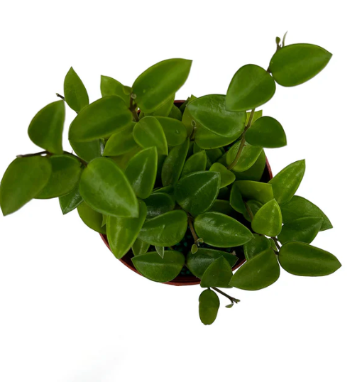 Hoya Chouke Care | Care Guide | Plant Proper
