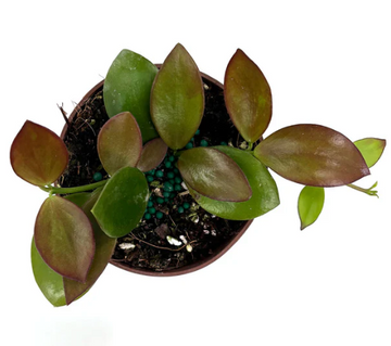 Hoya Collina Care | Care Guide | Plant Proper