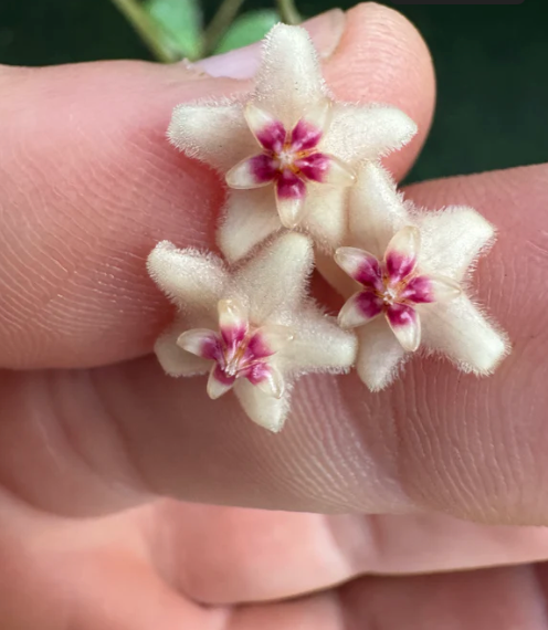 Hoya Collina NOID Care | Plant Proper