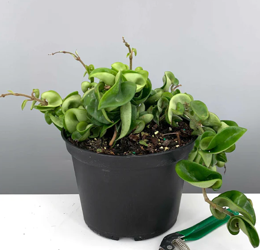 Hoya Compacta Care | Plant Proper