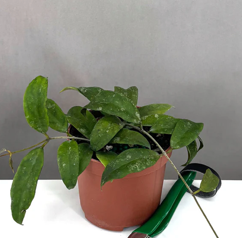 Hoya Corneri Care | Care Guide | Plant Proper