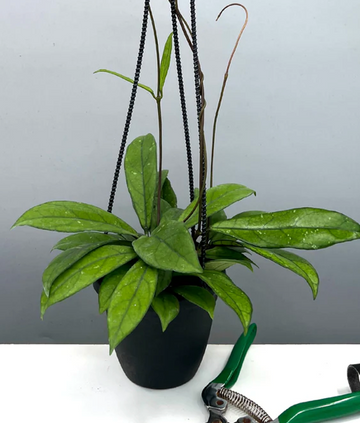 Hoya Crassipetiolata Care | Care Guide | Plant Proper