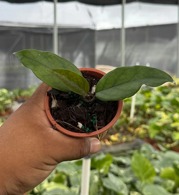 Hoya Dasyantha Care | Plant Proper