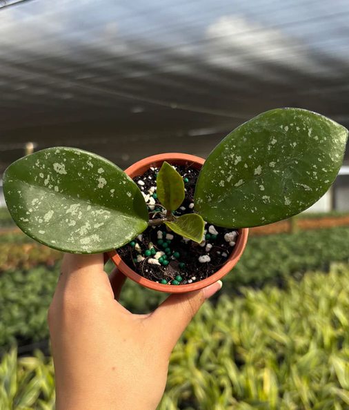 Hoya David's Green Cup Splash Care | Plant Proper