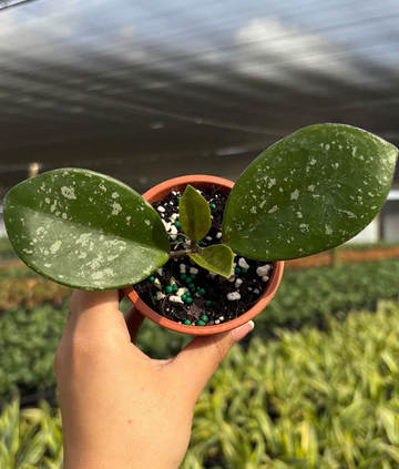 Hoya David's Green Cup Splash Care | Plant Proper