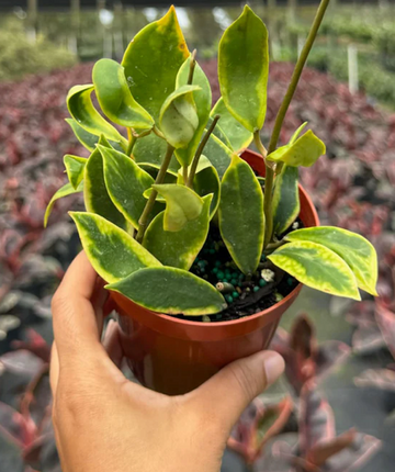 Hoya Diversifolia Albomarginata Care | Plant Proper