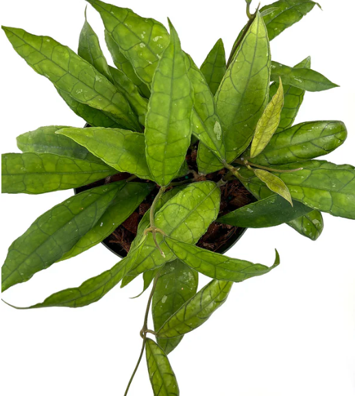 Hoya Finlaysonii Care | Plant Proper