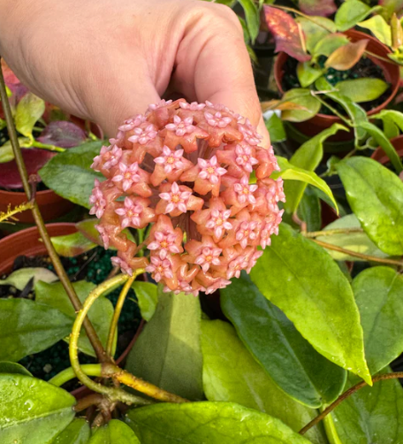 Hoya Finlaysonii BP Care | Plant Proper