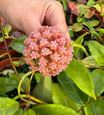 Hoya Finlaysonii BP Care | Plant Proper